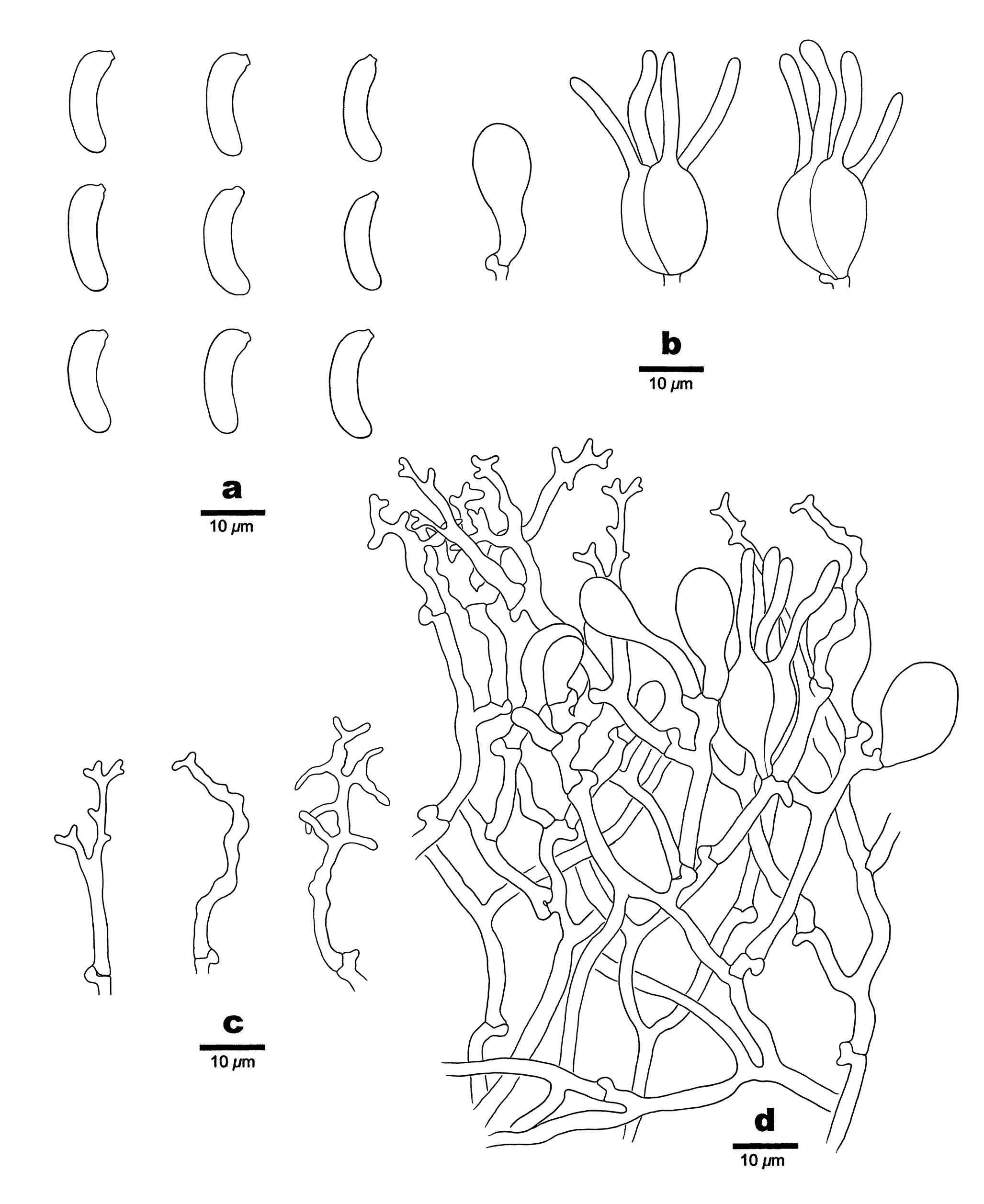 Figure 21